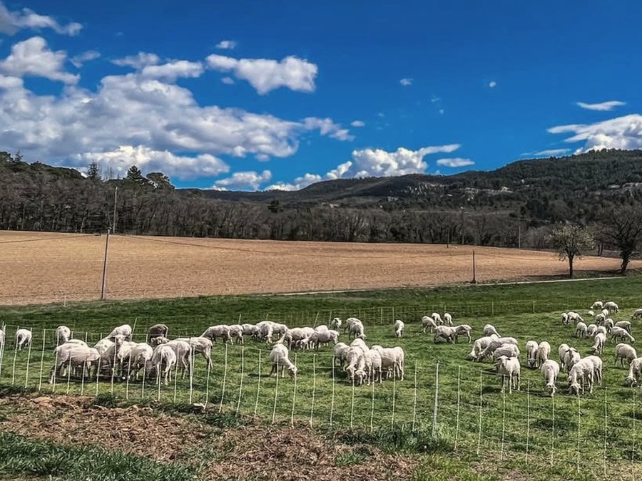 Le troupeau au pâturage dans une prairie clôturée du Gers