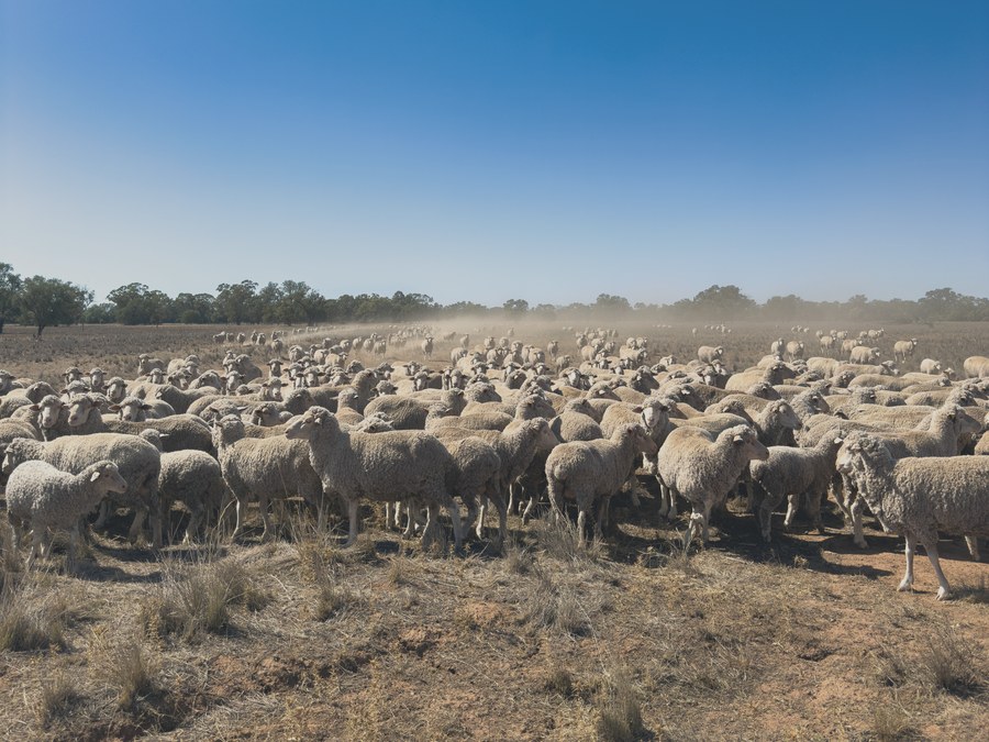 Troupeau de mérinos soulevant la poussière en Australie