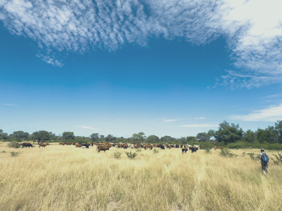 Troupeau de bovins dans la savane du Botswana
