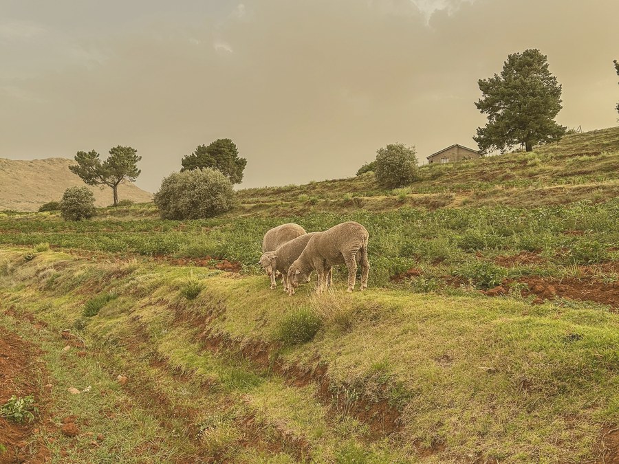 Brebis paissant sur les terrasses du Lesotho
