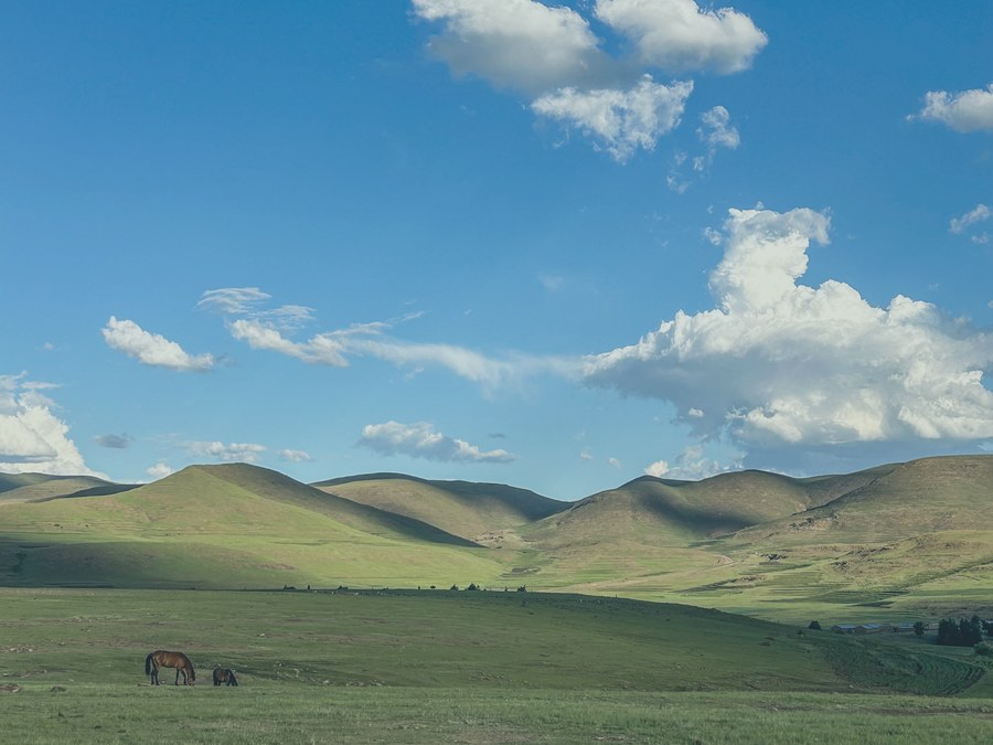Chevaux paissant dans les collines du Lesotho