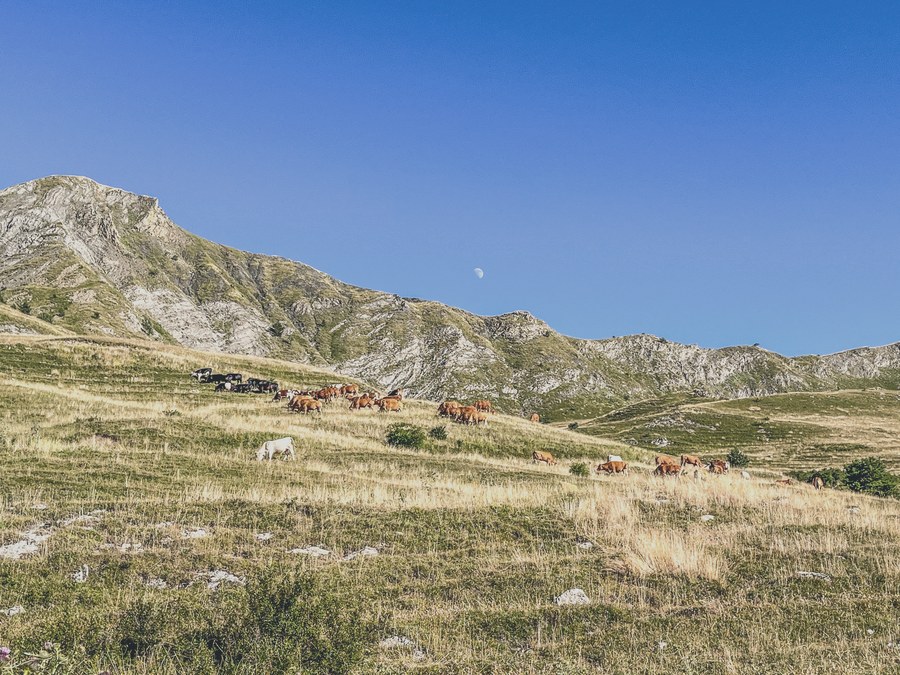 Chevaux et bovins paissant sur une crête montagneuse