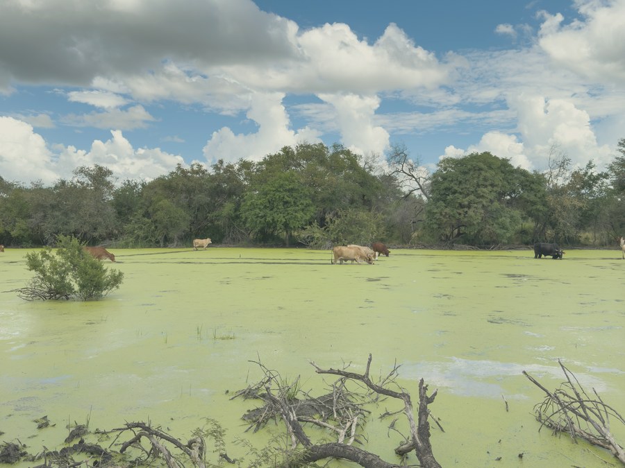 Bovins paissant dans un marécage au Botswana
