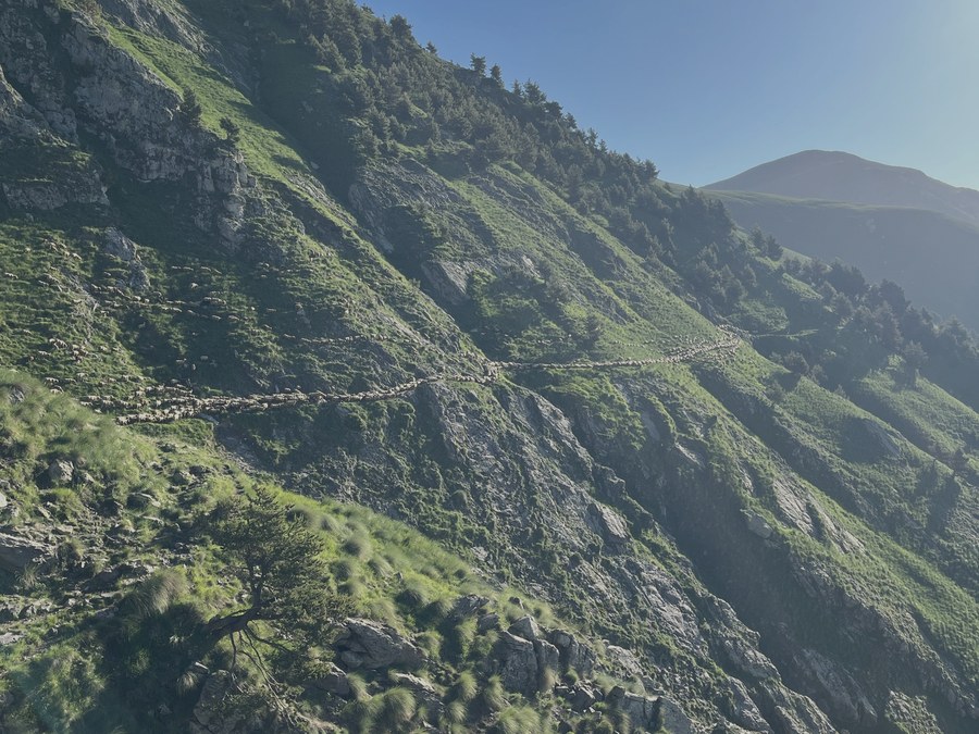 Troupeau en file sur un sentier taillé dans un flanc de montagne