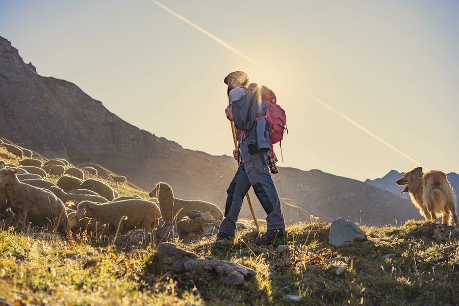 Un berger marche en estive au soleil couchant, bâton à la main et sac à dos rouge, son troupeau à gauche et son chien sur la crête